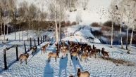 Prelaze hiljade kilometara zarad kupke od kuvanih jelenskih rogova: Porodica iz Rusije vodi ozbiljan biznis