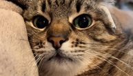 Ovo je najpoznatiji ukrajinski mačak: Ima milion pratilaca na Instagramu, a sada je na sigurnom u Francuskoj