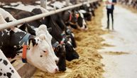 Ove krave imaju poseban tretman: Srpska farma uvela vodene krevete, pedikir, robote