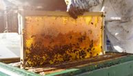 Srpski pčelari dobili rekordnu otkupnu cenu: "Sada sav profit ide u njihove ruke"