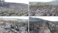 Šta je ostalo od čuvenog polja lavande u Novom Sadu na kom su se svi slikali: Sumnja se da je požar podmetnut?