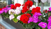 "Jadranka, ne kradi cveće, imamo kamere": Poruka iz beogradskog komšiluka nasmejala ceo grad