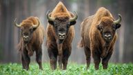 Fruška, Ninja i Mila su imena bizona u NP "Fruška gora": Svoje nadimke čekaju još tri ženke i mužjak
