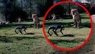 Stavili su psa robota u kavez sa dva geparda: Pogledajte pažljivo šta se desilo