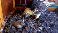 Preslatka beba zoo vrta raste i napreduje: Mali orao Bumbar uživa u gnezdu, roditelji ga hrane i brinu o njemu