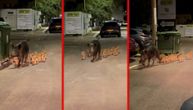 Ono kad se voziš u sred noći pa naletiš na divlje svinje u šetnji: Koliko li samo ova mama ima prasića?