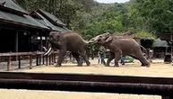 Teška bitka slonova: Dok su se grdosije ubadale i tukle ljudi se krili iza drvene ograde