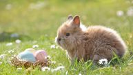 Zašto zec i šarena jaja uvek idu zajedno?