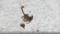 Škorpije okupirale Beograd, pojavile se na nekoliko lokacija: Biolog objasnio da li su opasne po nas