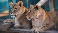 Zoo vrt u Ukrajini možda će morati da uspava lavove, medvede i druge životinje: Njihova staništa uništena