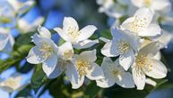 Kako se neguje i održava jasmin: Grmoliki cvet opojnog mirisa
