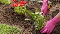 Kako da napravite prirodno đubrivo za cveće: Stvari koje inače bacate vaše biljke obožavaju