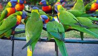 Nesvakidašnja zaplena na Gradini: Mladunci papagaja sa liste zaštićenih vrsta zbrinuti u zoo vrtu u Jagodini