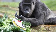 Najstarija gorila na svetu proslavila 65. rođendan: Radnici Zoološkog vrta joj priredili posebno iznenađenje