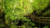 U Velikoj Britaniji postoje retki ekosistemi kišnih šuma umerenog pojasa