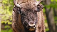 Pet bizona u Nacionalnom parku Fruška gora čekaju da im damo ime: Uži izbor napravili predškolci