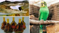Krijumčare golubove u rukavima, glave aligatora šalju poštom: Carinici pronalazili zaštićene vrste