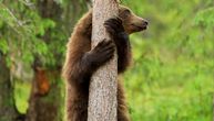 "Da li je moguće": Snimljeni tragovi medveda u selu kod Babušnice? U pesku velike stope, vide se otisci