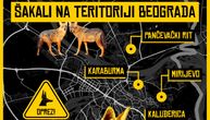 Sve se glasnije čuje zavijanje šakala kod beogradskih naselja, građani se plaše: "Upalo je 10, jeli su danima"
