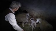 Starici Stojki lopovi ukrali deset jagnjadi: Sad štalu zaključava katancem, ali duša joj nije mirna