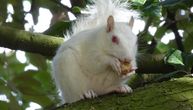 Retka bela veverica snimljena u parku u Britaniji