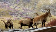 Lovište u Subotici bogatije za 30 muflona i još toliko jelena lopatara: Gradiće se i uzgajališta za njih