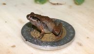 U meksičkoj šumi otkriveno šest novih vrsta žaba: Manje su od novčića