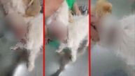 Monstruozan čin u Subotici: Prerezali vrat psu, prizori uznemirujući, ali je kučence uspelo da preživi