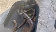 U školi pronađena zmijska košuljica: Đaci poslati kući