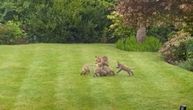 Male lisice se razdragano igraju po dvorištu: Najslađi video koji ćete danas pogledati