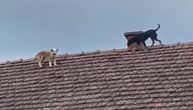 Nestvaran prizor u Lešnici: Psi se popeli na krov policijske stanice i osmatraju. Ništa ne može da im promakne