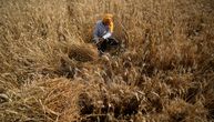 Odluka Indije pretvara pšenicu u "suvo zlato": Skok cene već sada iznosi 60 odsto