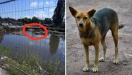 3 tinejdžera iz Smedereva skočila u jezero da spasu napuštenog psa koji se davio: Sekunde ga delile od smrti