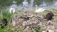 Uslikane nutrije sa labudovima: Društvance u Krnjači uživalo u sunčanom danu