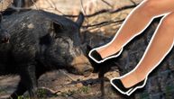 Žena opisala zastrašujući napad divljih svinja, pokušale da joj pojedu noge: Problem traje godinama