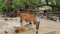Upoznajte najmlađu stanovnicu Beo zoo vrta: Zove se Đurđa i dobila je ime na Đurđevdan