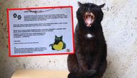 Crna zverka iz Svetogorske osvojiće vam srce: Mačka iz šale zovu Behemot, simbol je kraja i ima poruku za vas