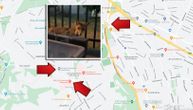 Lisice dobro znaju gde ljudi bacaju hranu, pa se pojavljuju širom Beograda: Lukave životinje teško je uhvatiti