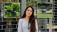 Okome se kandžama i kljunom: Beograđanka Jelena ispričala je svoje iskustvo sa besnim vranama na Zvezdari