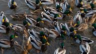 Na severoistoku Mađarske identifikovan ptičiji grip: U toku uništavanje 93.000 pataka
