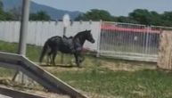 Nesvakidašnja scena na obilaznici oko Čačka: Crni konj galopirao magistralom, vozači ostali šokirani