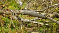 Jako nevreme u Podgorici lomilo grane, u Donjem Polju palo stablo i oštetilo strujne vodove