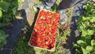 Kad slatka jagoda ostavi gorak ukus u ustima: Cena se menja na tri sata, a ti shvatiš šta je život na selu