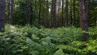 Beech trees over 2 centuries old rule over Mt. Boranja's rainforest: Secrets of mystical mountain near Krupanj