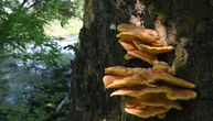 "To je tihi neprijatelj": Kako gljive stvaraju moćne toksine koji mogu kontaminirati hranu?