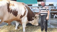 Radenko je opet ponosni vlasnik najtežeg bika: Veliša ima čak 1,7 tona