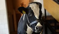 Studenti veterine spasili ljubimicu kravu Slavicu: Bila joj određena klanica, sada će uživati na Zlatiboru