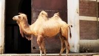 Mila je nova miljenica Beograđana: Upoznajte mladu dvogrbu kamilu koja se još privikava na novi dom