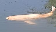 "Beli džin" snimljen na jezeru kod Zaječara, ima oko 30 kg: "Ovako nešto se ne vidi često u prirodi"