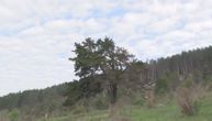 Retko i strogo zaštićeno drvo staro skoro 2 veka usamljeno raste kod Nove Varoši: Ostalo samo nekoliko stabala